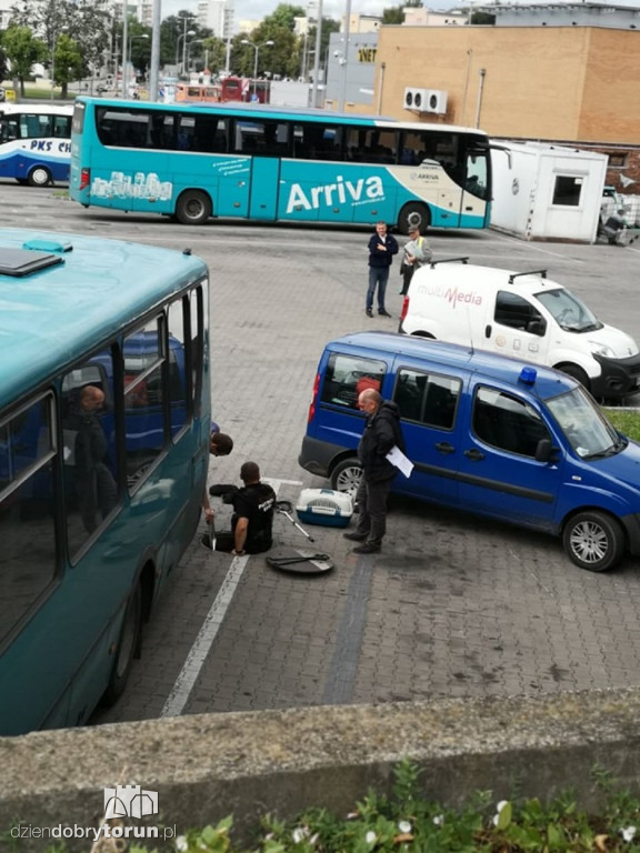 Strażnicy miejscy pomogli kaczkom