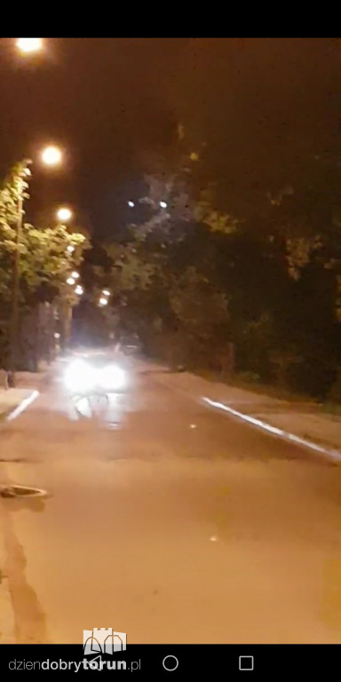 Stado dzików na Stawkach