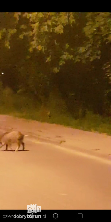 Stado dzików na Stawkach