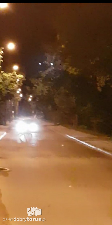 Stado dzików na Stawkach