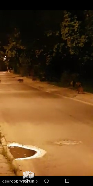 Stado dzików na Stawkach
