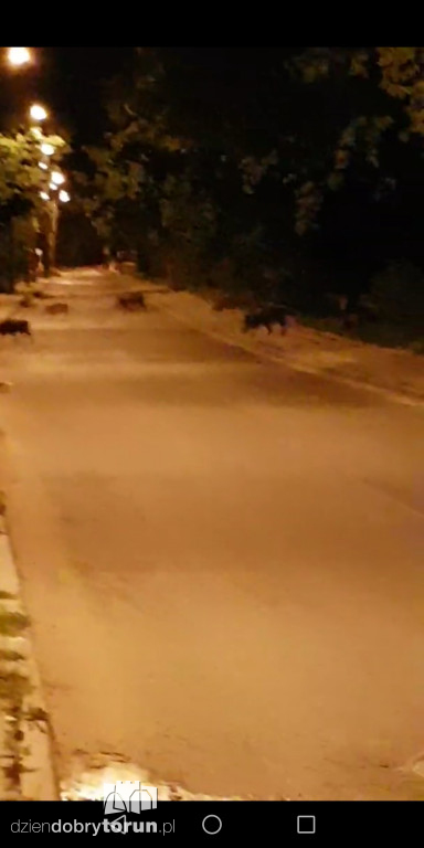 Stado dzików na Stawkach