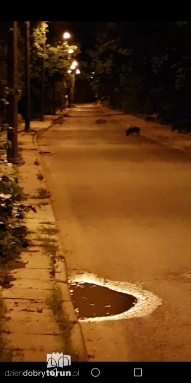 Stado dzików na Stawkach