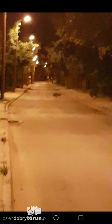 Stado dzików na Stawkach