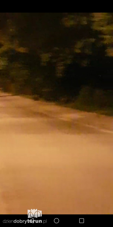 Stado dzików na Stawkach
