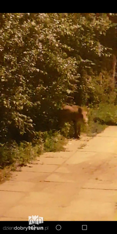 Stado dzików na Stawkach