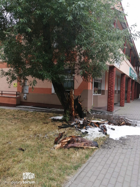 Pożar drzewa przy ul. Gałczyńskiego