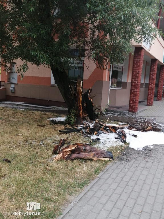 Pożar drzewa przy ul. Gałczyńskiego