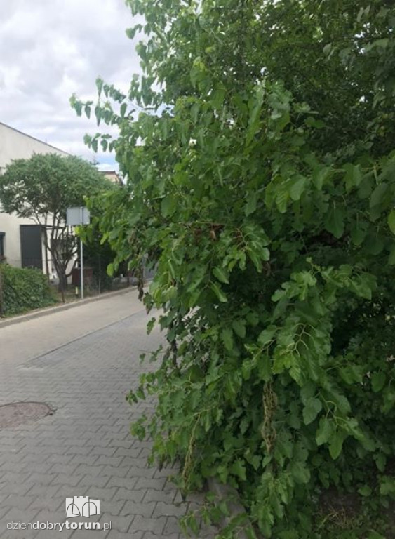 Zaniedbane chodniki na Bielawach