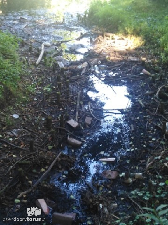 Park Tysiąclecia w Toruniu