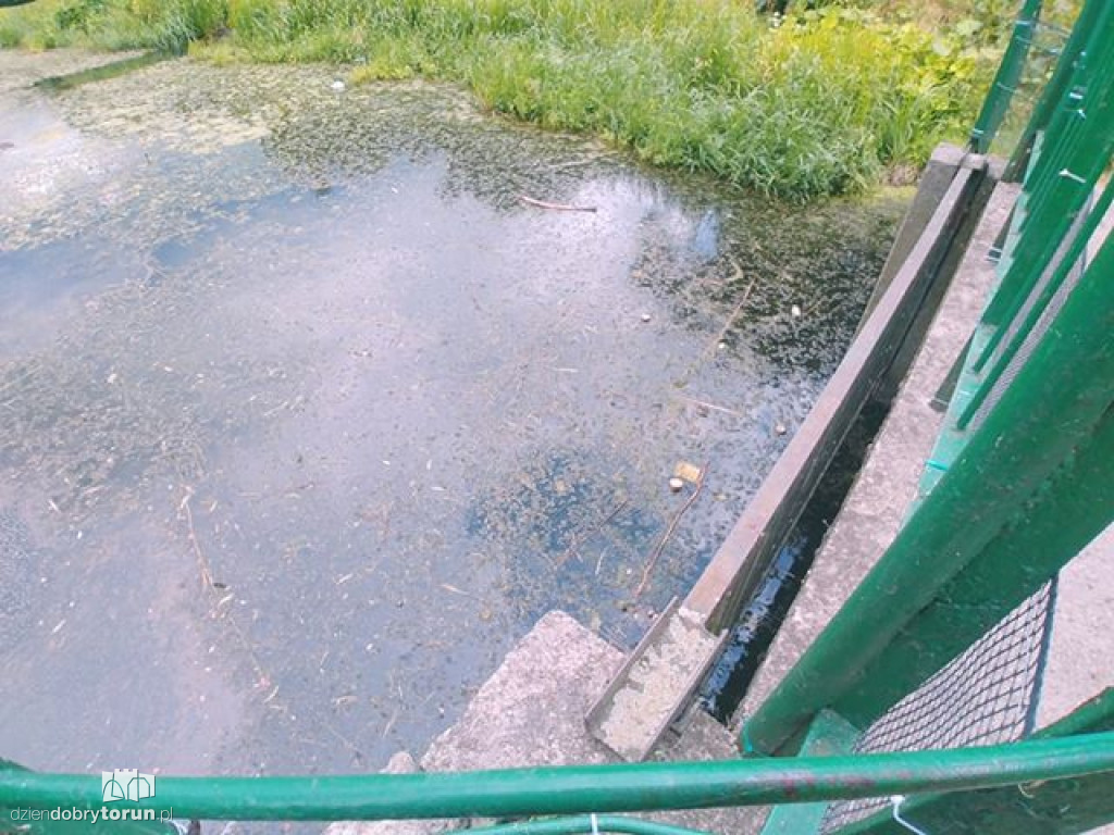 Staw Kaszownik w Toruniu