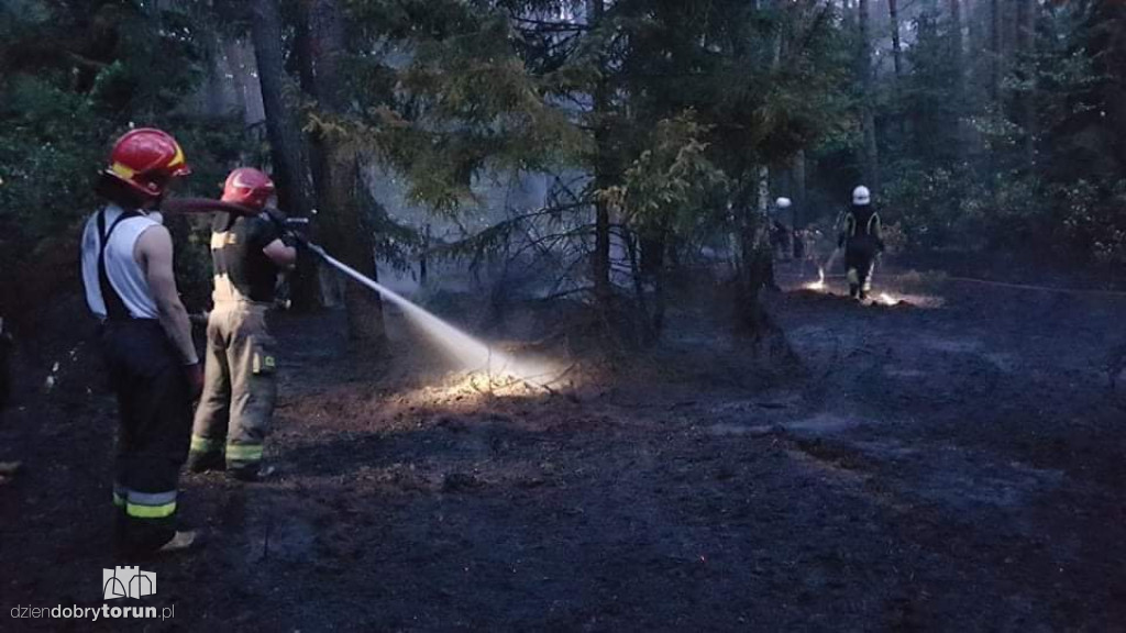 Duży pożar lasu w Strzyżawie niedaleko Torunia