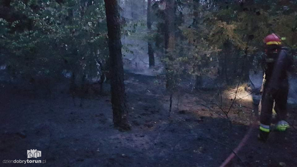 Duży pożar lasu w Strzyżawie niedaleko Torunia