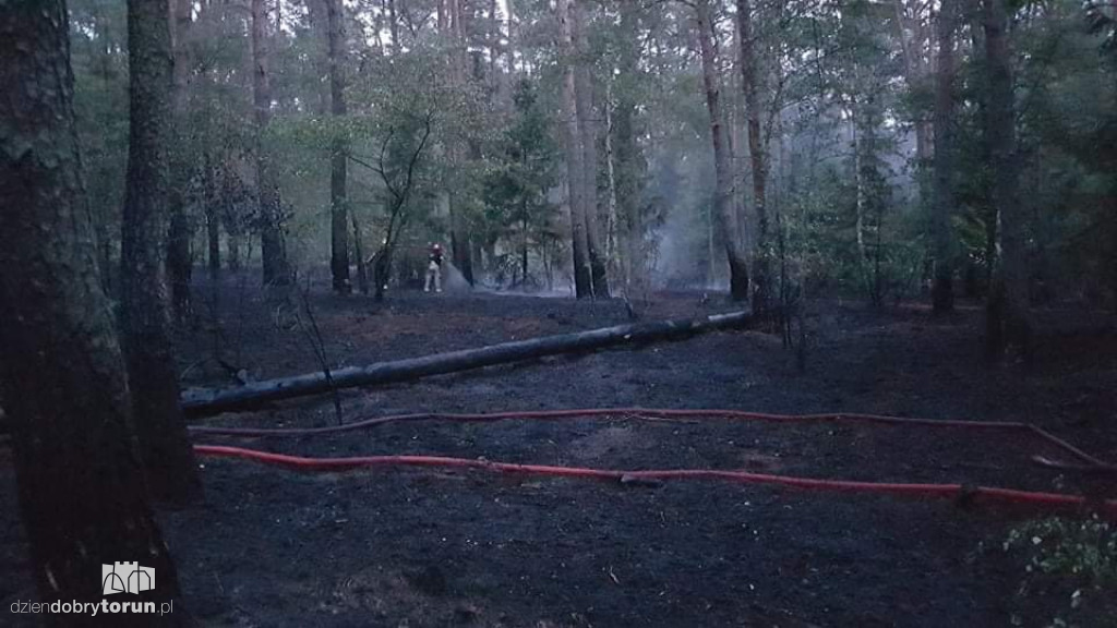 Duży pożar lasu w Strzyżawie niedaleko Torunia