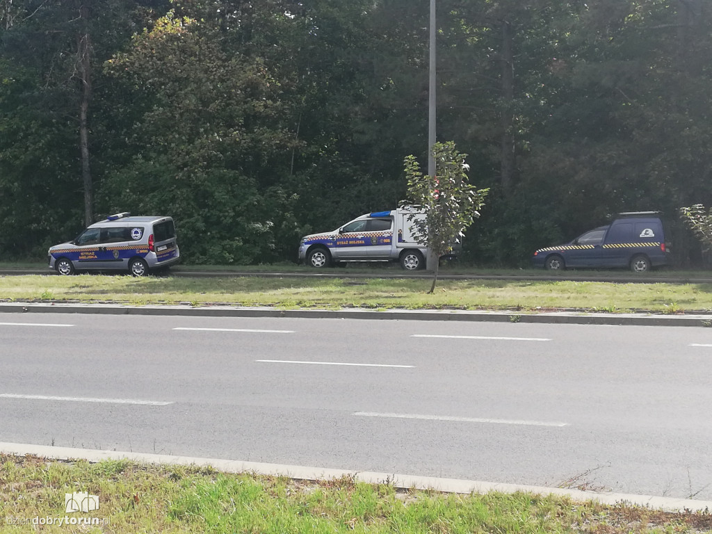 Obława na łosia na Skarpie
