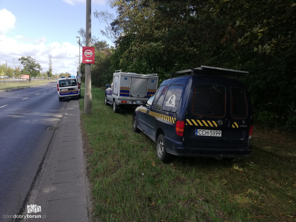 Obława na łosia na Skarpie