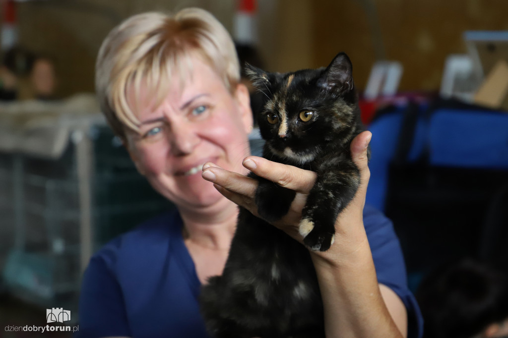 Międzynarodowa wystawa kotów rasowych
