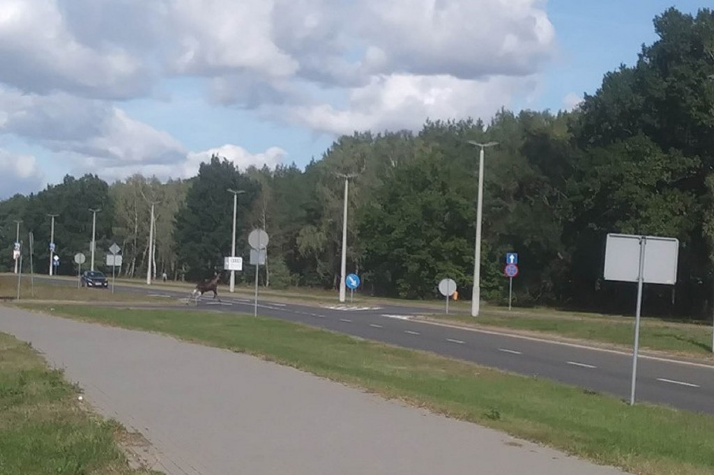Uwaga! Łoś znowu biega po Skarpie!