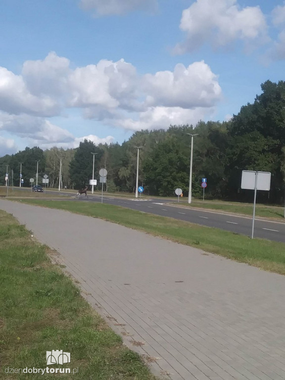 Uwaga! Łoś znowu biega po Skarpie!