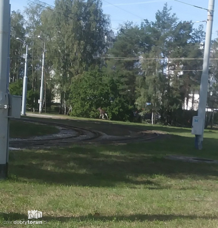 Uwaga! Łoś znowu biega po Skarpie!
