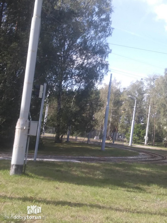 Uwaga! Łoś znowu biega po Skarpie!