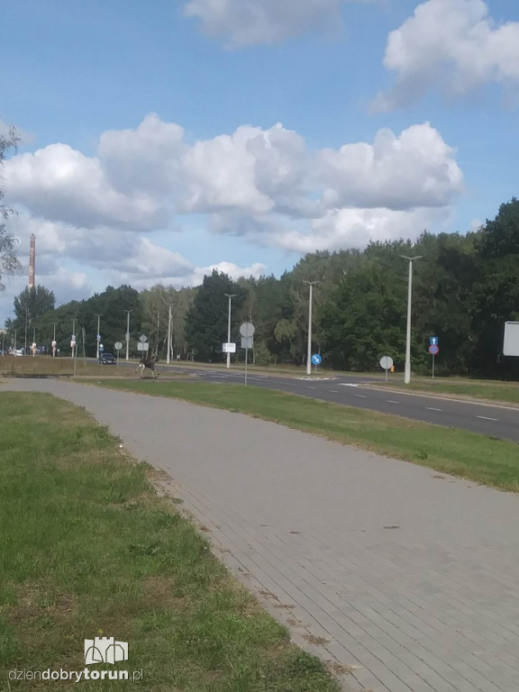 Uwaga! Łoś znowu biega po Skarpie!