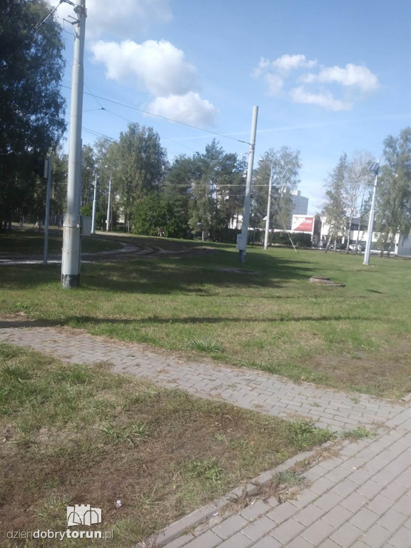 Uwaga! Łoś znowu biega po Skarpie!