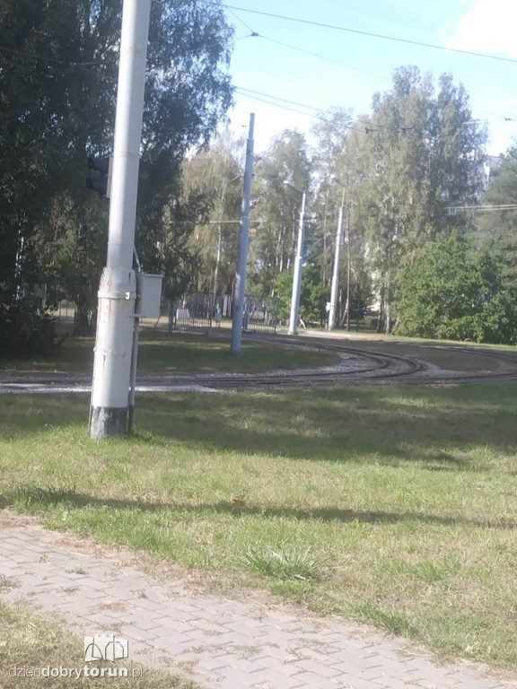 Uwaga! Łoś znowu biega po Skarpie!