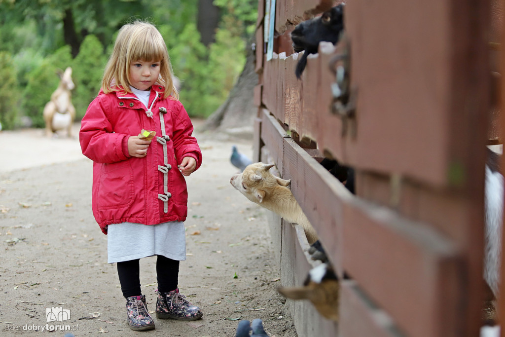 Międzynarodowy Dzień Pandy