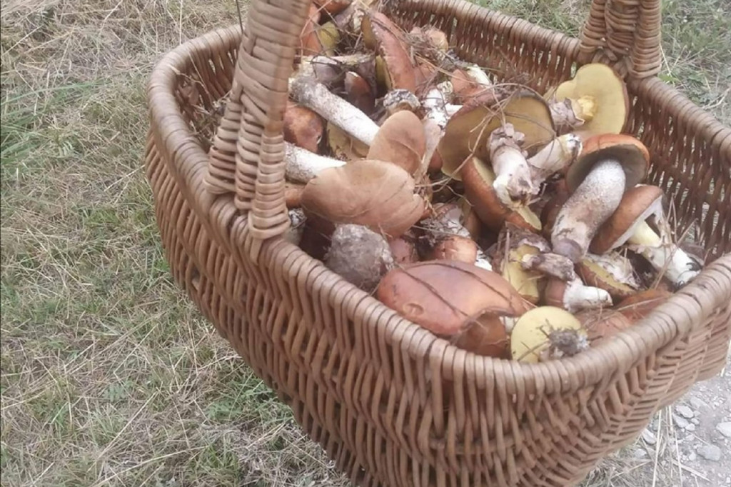 Imponujące zbiory grzybów Czytelników!