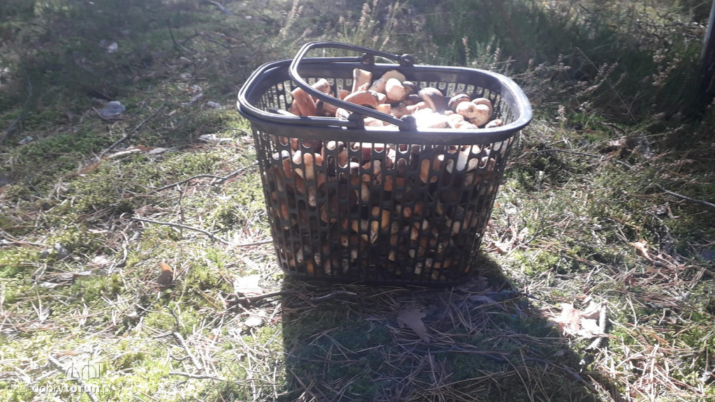 Imponujące zbiory grzybów Czytelników!