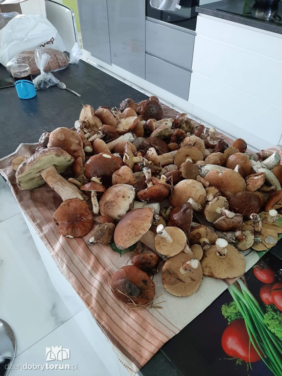 Imponujące zbiory grzybów Czytelników!