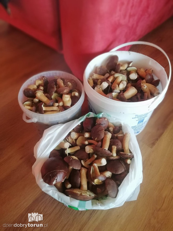Imponujące zbiory grzybów Czytelników!