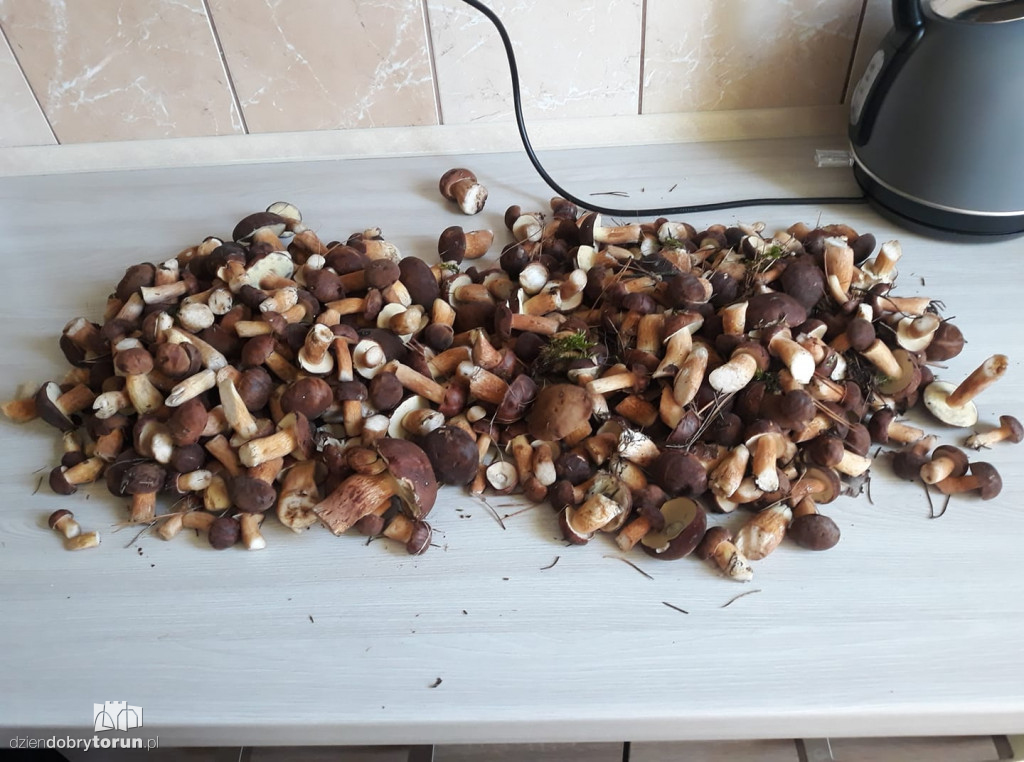 Imponujące zbiory grzybów Czytelników!