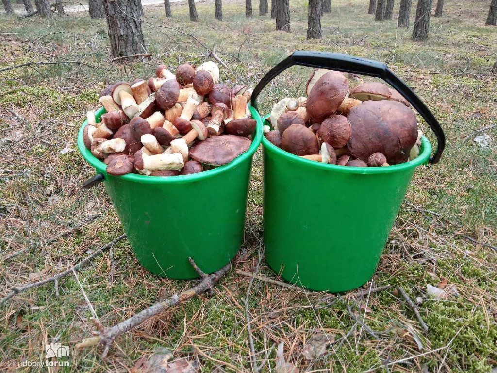 Imponujące zbiory grzybów Czytelników!