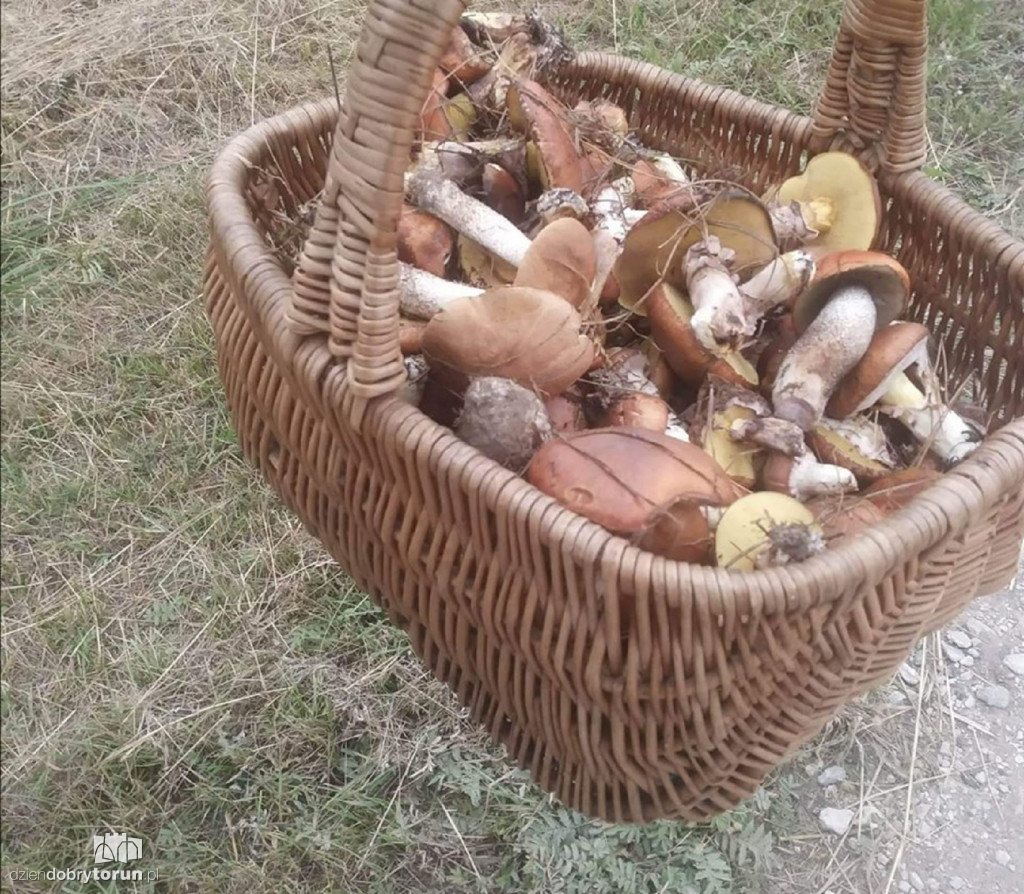 Imponujące zbiory grzybów Czytelników!