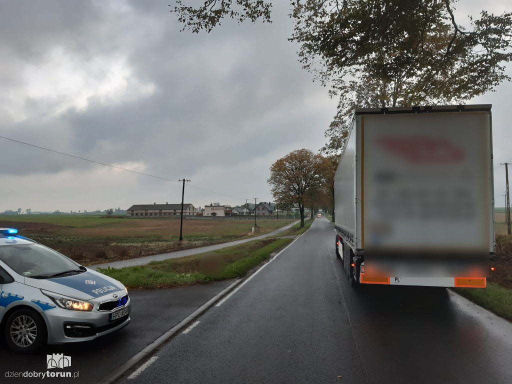 Potrącenia dzikich zwierząt na drogach