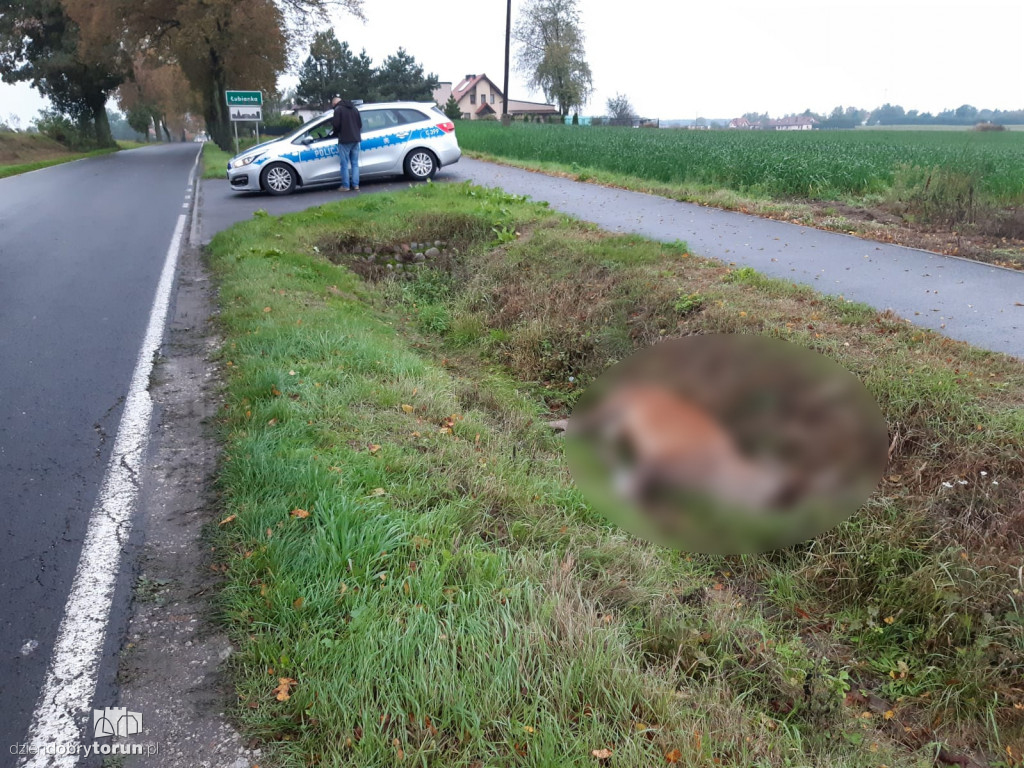 Potrącenia dzikich zwierząt na drogach