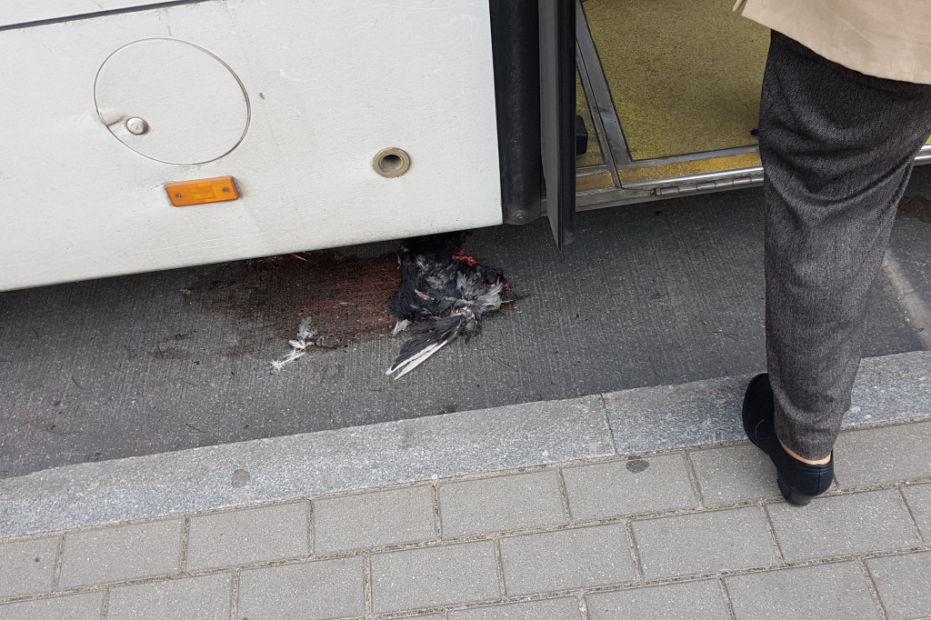 Kierowca MZK przejechał gołębia