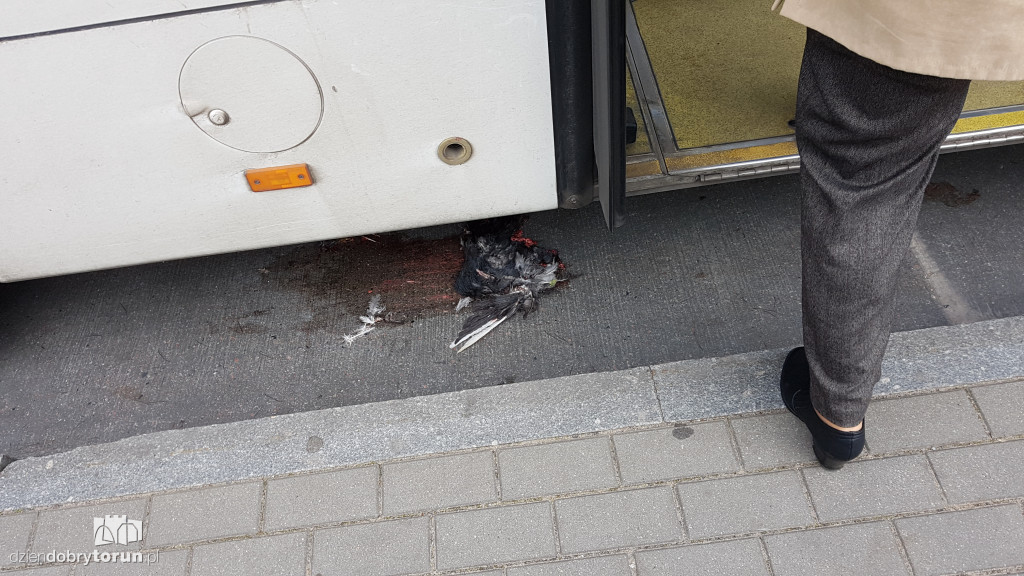 Kierowca MZK przejechał gołębia