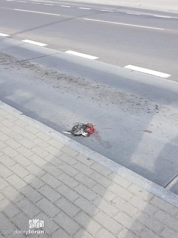 Kierowca MZK przejechał gołębia