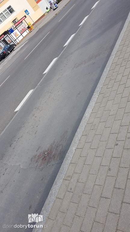 Kierowca MZK przejechał gołębia
