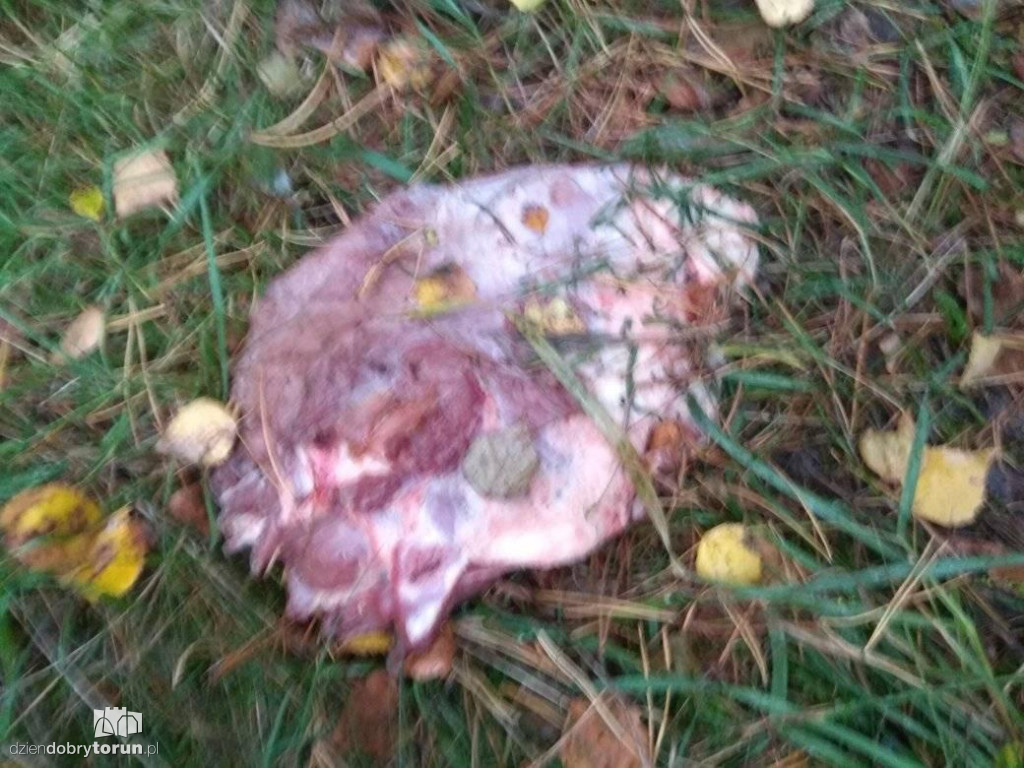 Ślady kłusownictwa w podtoruńskim lesie?
