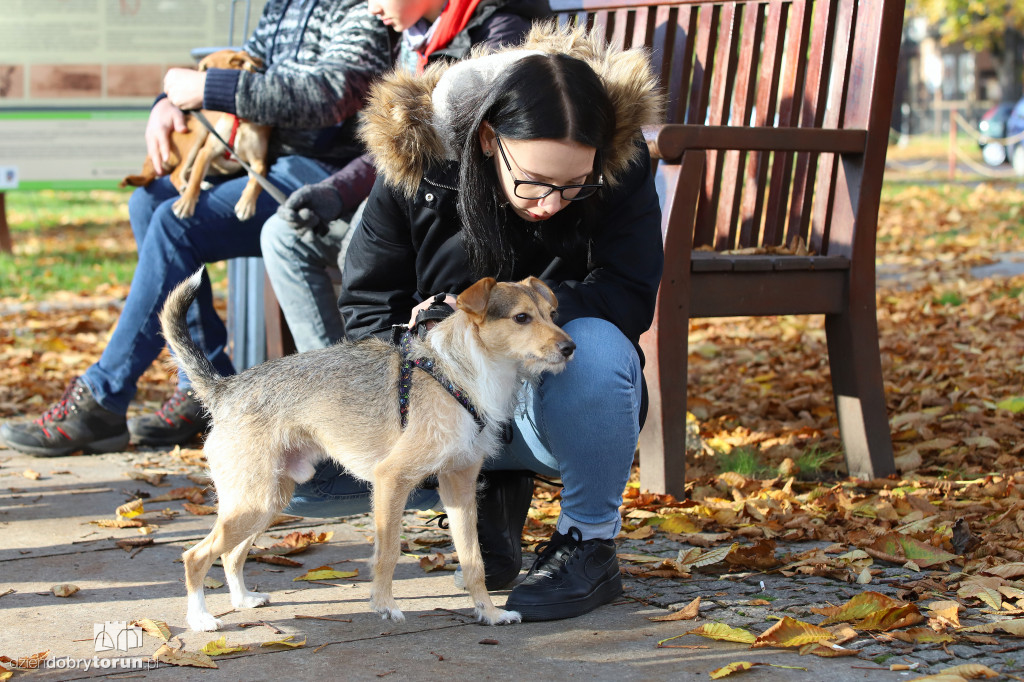 Toruński marsz adopciaków