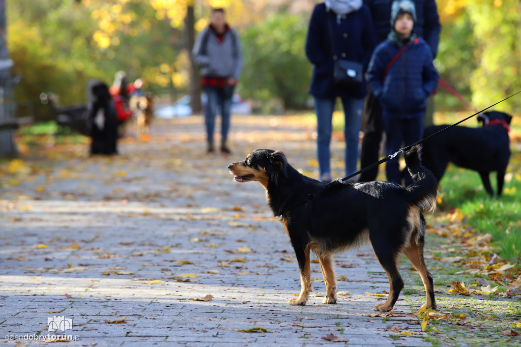 Toruński marsz adopciaków