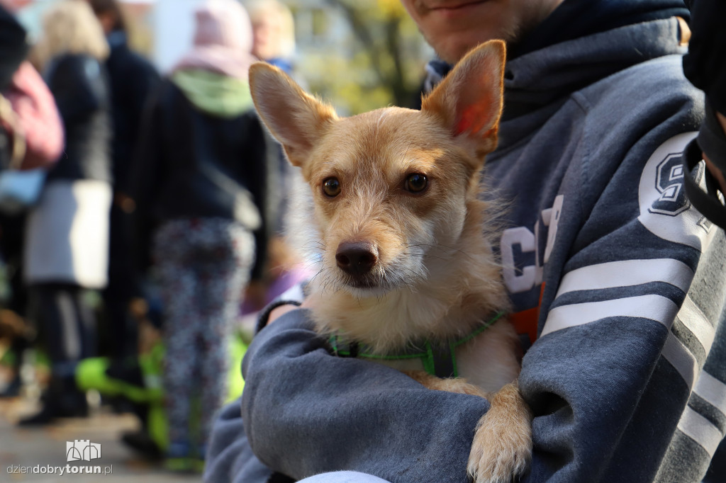 Toruński marsz adopciaków
