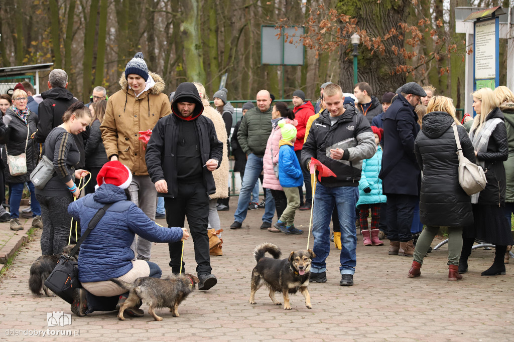 Wyprowadź psa! Mikołajkowo po Bydgoskim