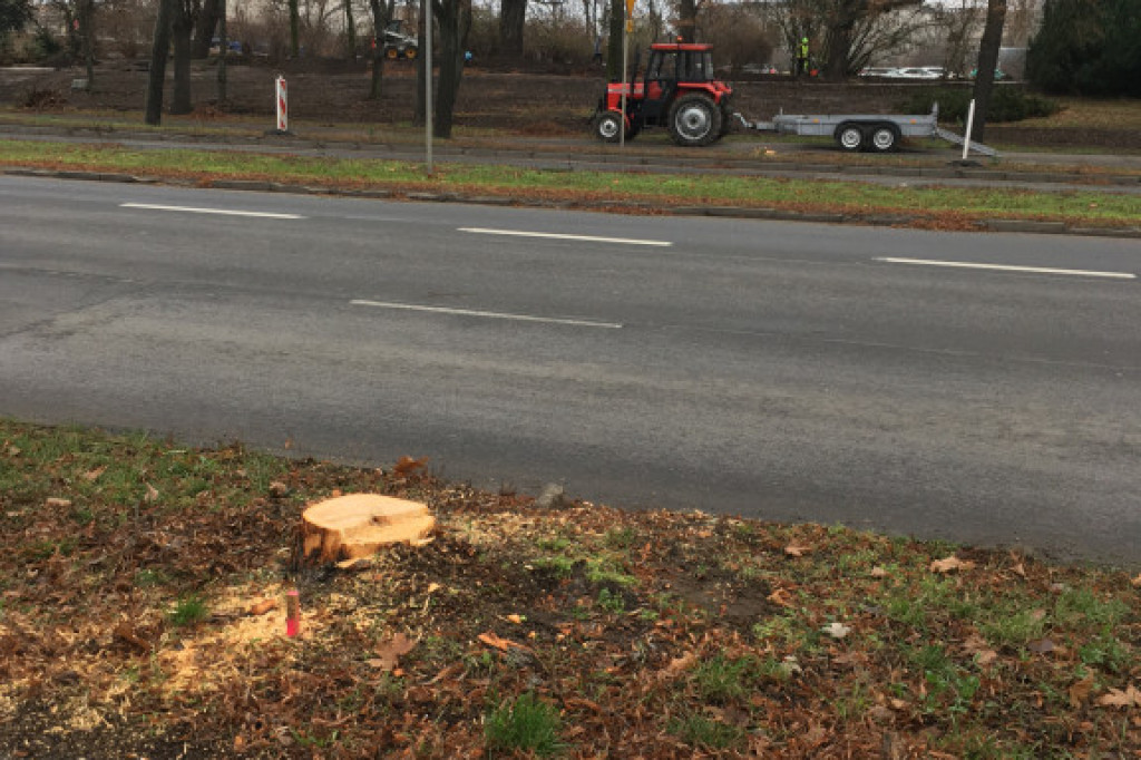 Toruń: wycięto lipy w alei Św. Jana Pawła II