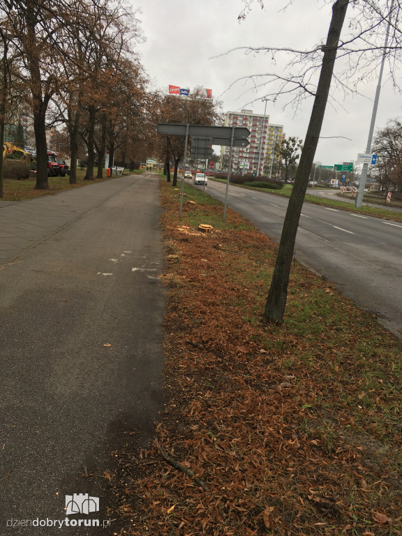 Toruń: wycięto lipy w alei Św. Jana Pawła II