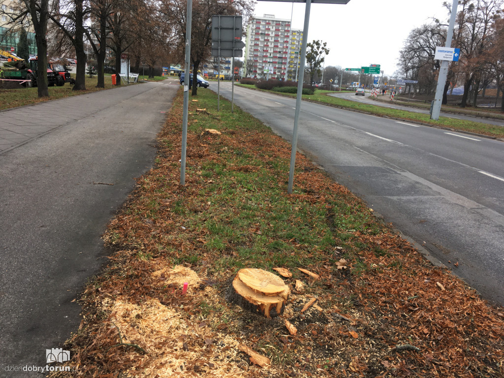 Toruń: wycięto lipy w alei Św. Jana Pawła II